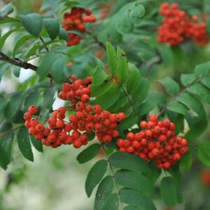 Sorbus aucuparia 'Rossica Major'