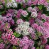 Spiraea 'Golden Princess' - 3L