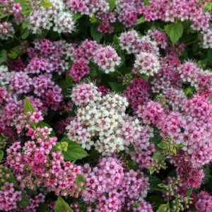 Spiraea 'Golden Princess'