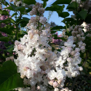 Syringa vulgaris 'Belle de Moscou'