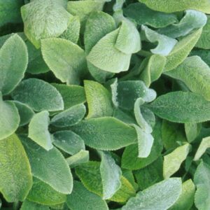 Stachys byzantina