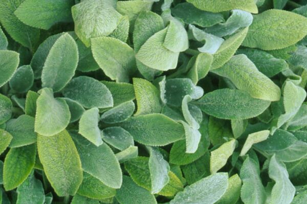 Stachys byzantina