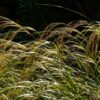 Stipa arundinacea - 2L