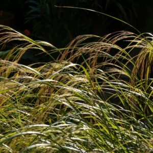 Stipa arundinacea