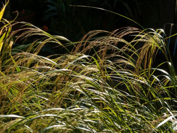 Stipa arundinacea