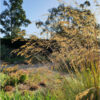 Stipa gigantea - 3L