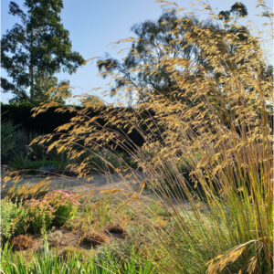 Stipa gigantea