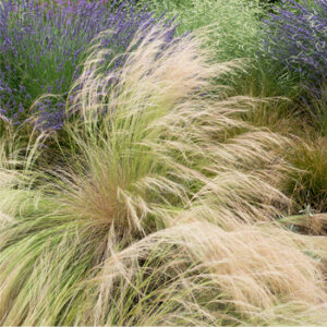 Stipa Pony Tails