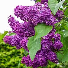 Syringa vulgaris 'Charles Joly'