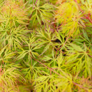Acer dissectum Emerald Lace