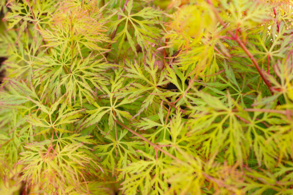 Acer dissectum Emerald Lace