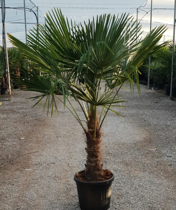 Chamaerops excelsa / Trachycarpus fortunei - Image 4