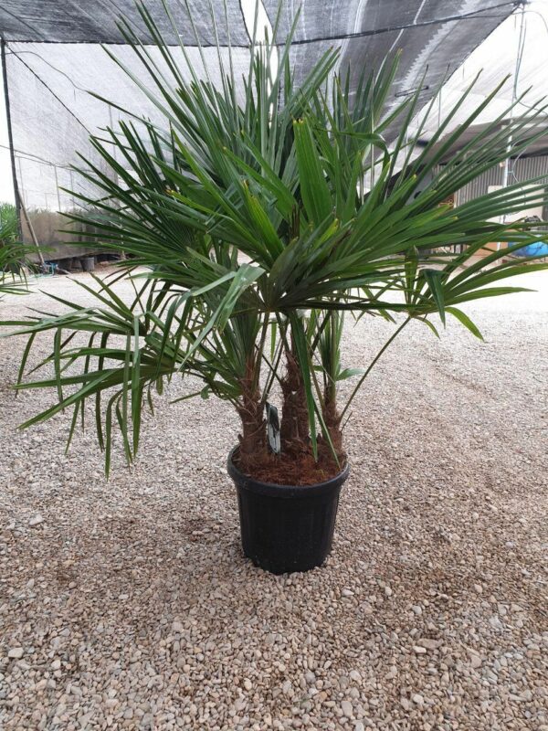 Chamaerops excelsa / Trachycarpus fortunei - Image 3
