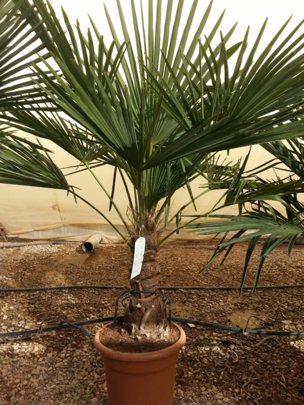 Chamaerops excelsa / Trachycarpus fortunei - Image 2