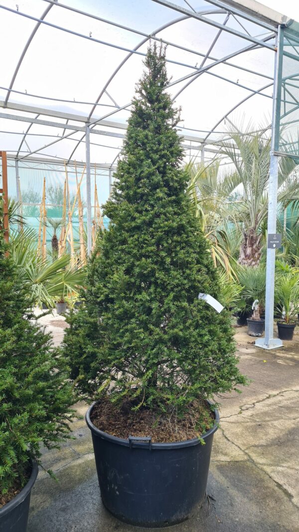 Taxus baccata / Yew Cones