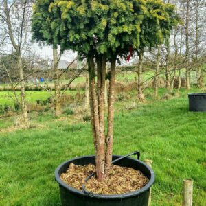 Taxus bacc. 'Dovastonii Aurea' Umbrella