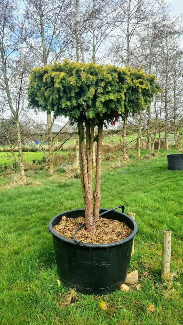 Taxus bacc. 'Dovastonii Aurea' Umbrella