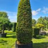 Taxus baccata / Yew Cylinder - 600L airpot, 3-3.5m high, 1.2m+ wide
