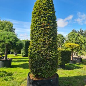 Taxus baccata / Yew Cylinder