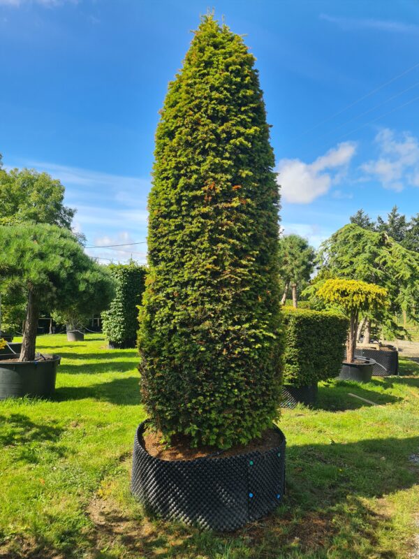 Taxus baccata / Yew Cylinder