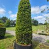 Taxus baccata / Yew Cylinder - Image 2