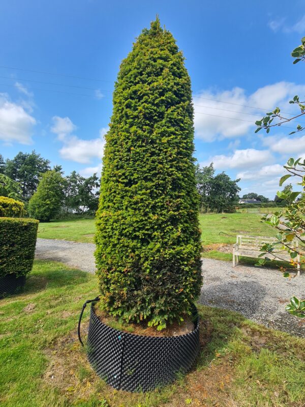 Taxus baccata / Yew Cylinder - Image 2