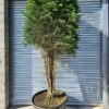 Taxus baccata Multi-Stem Cube Head - 180L Multi-Stem with 120-150cm Cube head
