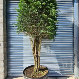 Taxus baccata Multi-Stem Cube Head
