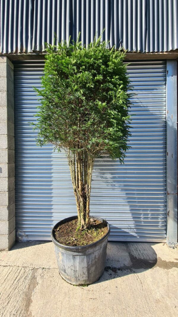 Taxus baccata Multi-Stem Cube Head