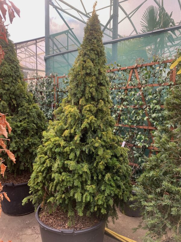 Taxus baccata 'Dovastonii Aurea' Cones