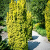 Taxus baccata 'Standishii' - 130L 160-180cm