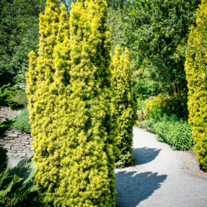 Taxus baccata 'Standishii'