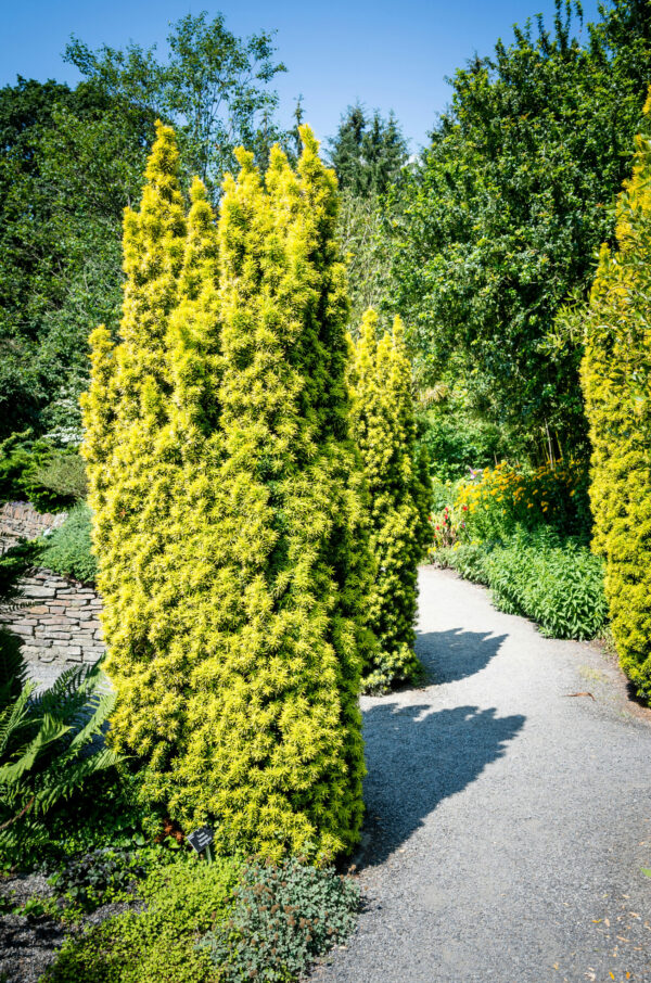 Taxus baccata 'Standishii'