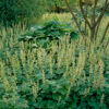 Tellima grandiflora - 3L