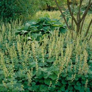 Tellima grandiflora