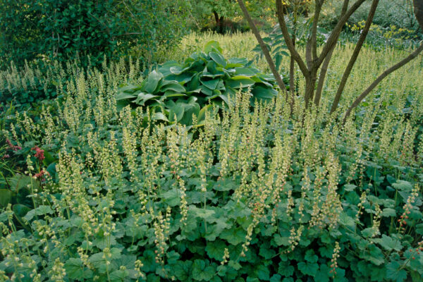 Tellima grandiflora
