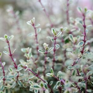 Thymus Silver Queen