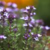 Thymus vulgaris - 2L