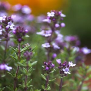 Thymus vulgaris