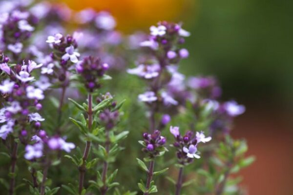 Thymus vulgaris
