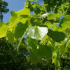 Tilia x euchlora - 14-16cm girth, 3.5-4m tall, Standard, Rootballed