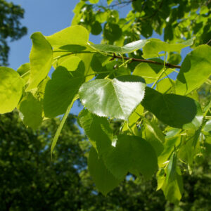 Tilia x euchlora