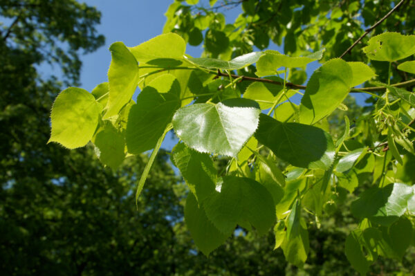 Tilia x euchlora Specimen Trees - Image 3