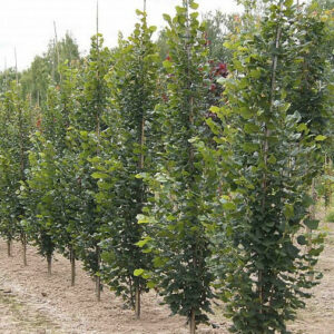 Tilia platyphyllos Fastigiata / Upright Lime Tree