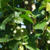 Tilia platyphyllos Rubra  / Red twigged Lime - 20-25cm girth, 4-5m tall, Rootballed