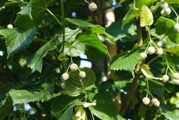 Tilia platyphyllos Rubra  / Red twigged Lime