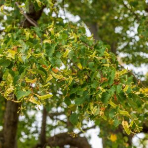 Tilia cordata