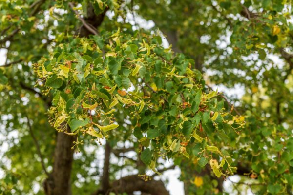 Tilia cordata Multistem Specimen - Image 2