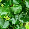 Tilia cordata 'Erecta' - 16-18cm girth, 3.5-4m tall, Rootballed