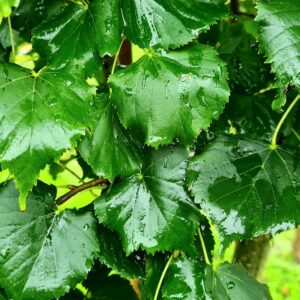 Tilia cordata 'Erecta'